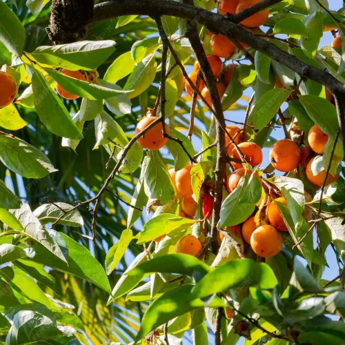 Caqui - Delicies l'Avinguda-Terrassa - 3 Foto