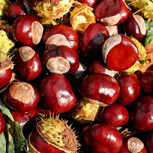 365-Castaña Gallega-Carnicería Delicies l'Avinguda Terrassa