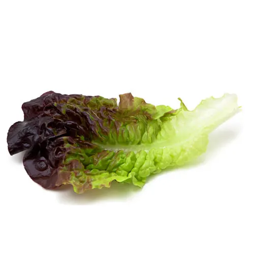 Lechuga maravilla - Delicies l'Avinguda-Terrassa - 3 Foto