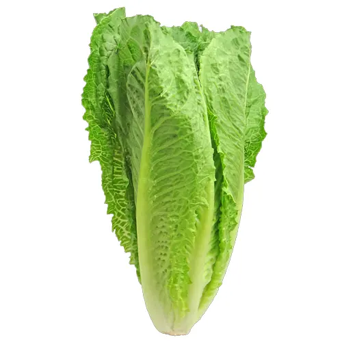 193-Lechuga-Carnicería Delicies l'Avinguda Terrassa