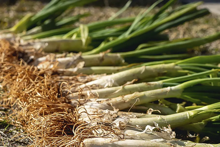 Receta Calçots fácil en casa (al horno o en cocina de gas )