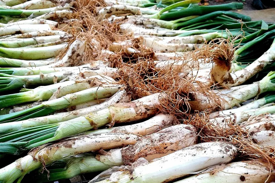 Receta Cómo preparar calçots en casa (de forma sencilla)